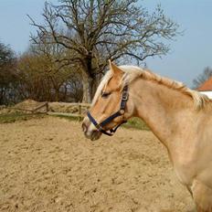 Anden særlig race Pablo haflinger blanding