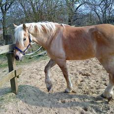 Anden særlig race Pablo haflinger blanding