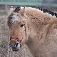 Fjordhest †Bellmann Kongsted†
