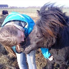 Shetlænder Sorte Anja "passer"