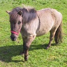 Shetlænder Musse  <3 ( Passer)