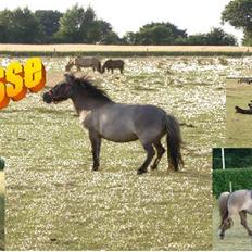 Shetlænder Musse  <3 ( Passer)