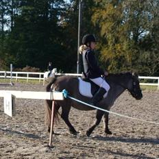 Shetlænder Musse  <3 ( Passer)