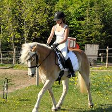 Haflinger Ulvira