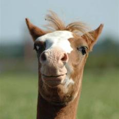 DSP Brandamens Jabari SOLGT