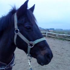 Anden særlig race Kila´s Sambo (SOLGT)