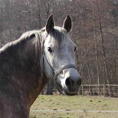 Arabisk fuldblod (OX) Obelix