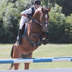 Dansk Varmblod Beise  