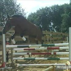 Dansk Varmblod Beise  