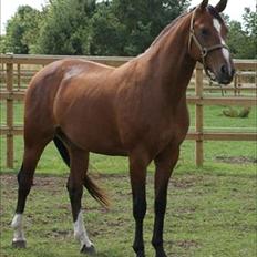 Dansk Varmblod Beise  