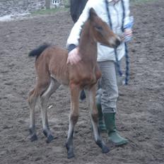 Barockpinto Adina SOLGT!