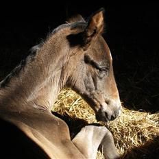 Dansk Varmblod Admirable cheval