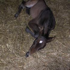 Dansk Varmblod Admirable cheval