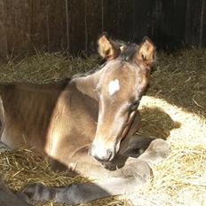 Dansk Varmblod Admirable cheval
