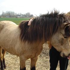 Islænder Lögg frá Brún