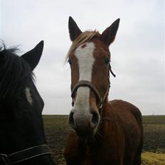 Frederiksborg Emilie (Mille) #solgt#