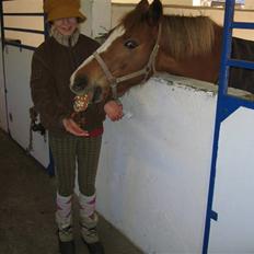 Hollandsk Sportspony Blocklands Hoeves Inge.