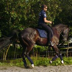 Anden særlig race Noir Rêver