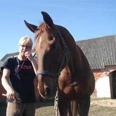 Dansk Varmblod Juvel Mols (Passer hest)