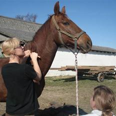 Dansk Varmblod Juvel Mols (Passer hest)