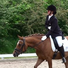 New Forest Lucky Star - b-pony