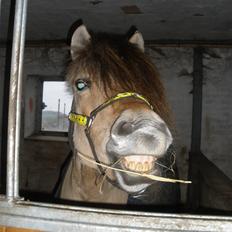 Fjordhest †Strandhuses Sif†