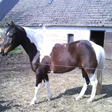 Pinto Araber Lucky<33