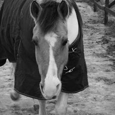 Anden særlig race *Tea's Baby Dolly*