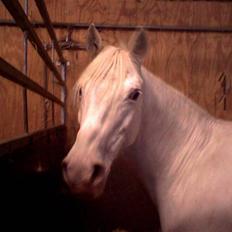 Anden særlig race Tino AFLIVET <3