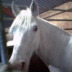 Anden særlig race Tino AFLIVET <3