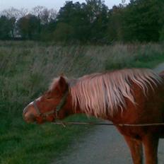 Anden særlig race Sasha *savnet !!!*