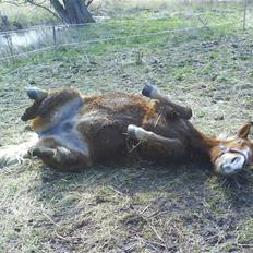 Anden særlig race Sasha *savnet !!!*