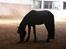 New Forest Vangsgard's Caesar (solgt) - 11# MUMS en lort :)  foto: mette thomsen