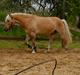 Anden særlig race Pablo haflinger blanding