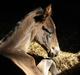 Dansk Varmblod Admirable cheval