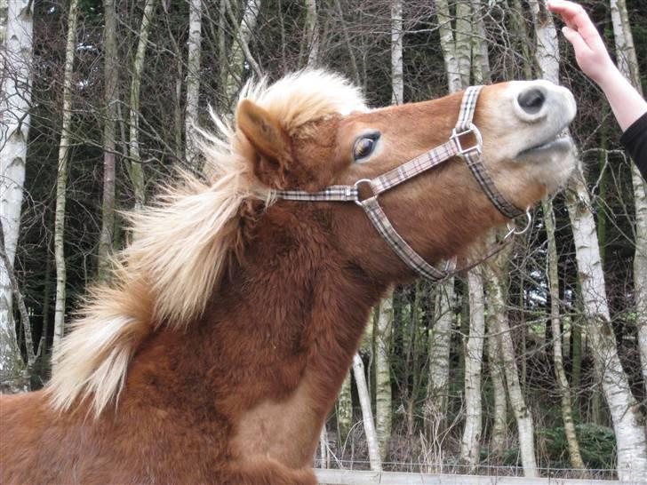 Islænder Glaðnir Fra Sentved - Velkommen til den Glade hest´s profil! Læg en komentar ?;)<3 billede 1