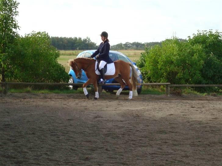 Islænder Glaðnir Fra Sentved - 2* Stævne NÅR d. 12.09.09 - 6 plads ;) <3 Photo - En fra NÅR ? xD billede 2