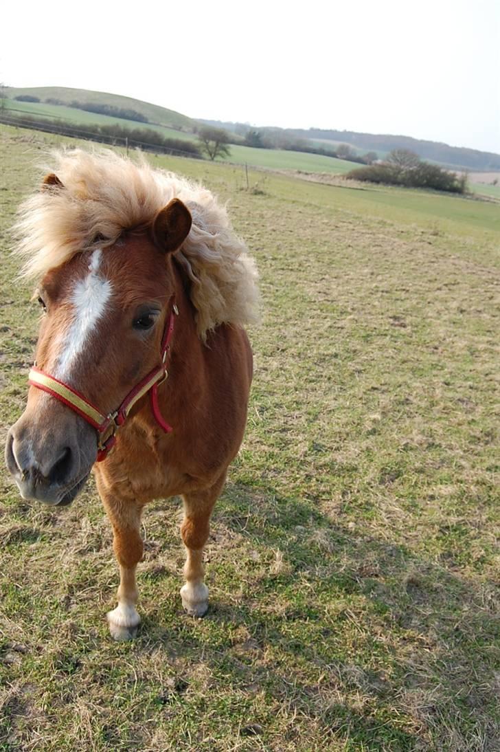 Shetlænder Batman Junior billede 9