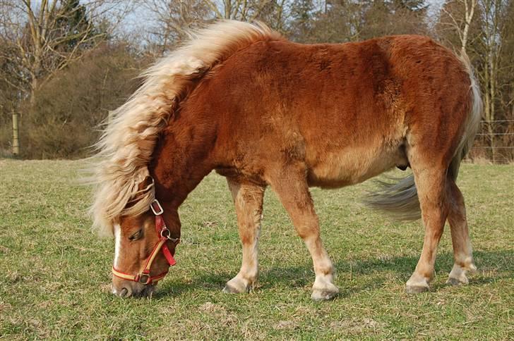 Shetlænder Batman Junior billede 10