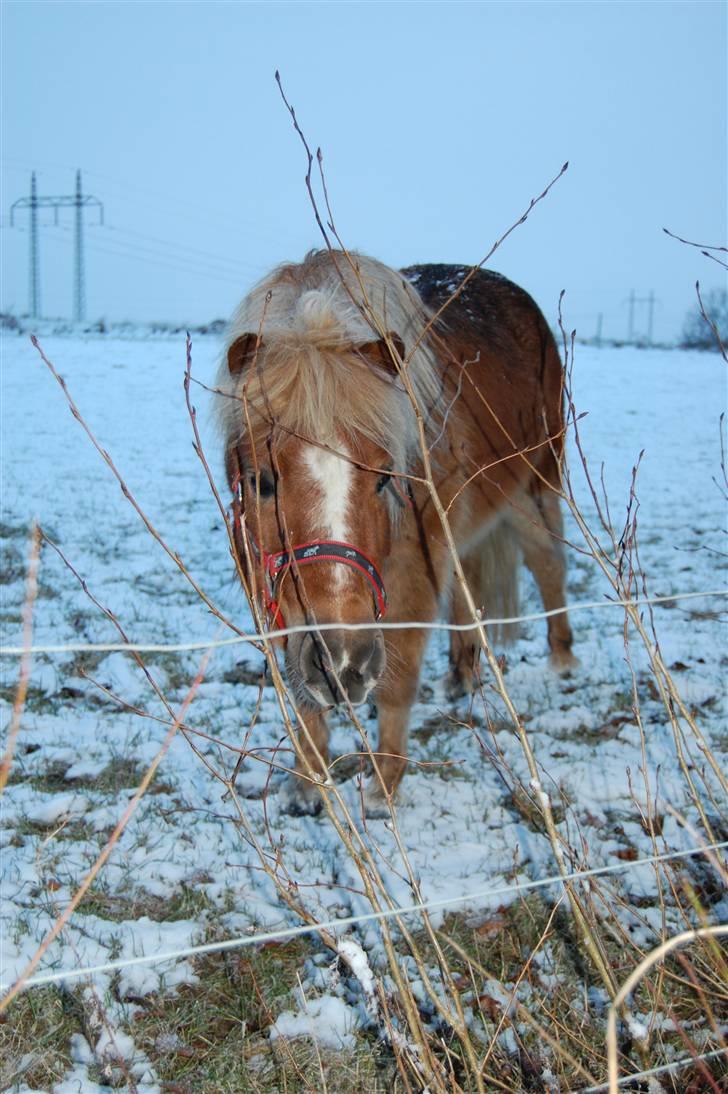 Shetlænder Batman Junior billede 11