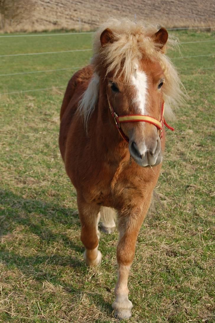 Shetlænder Batman Junior billede 12