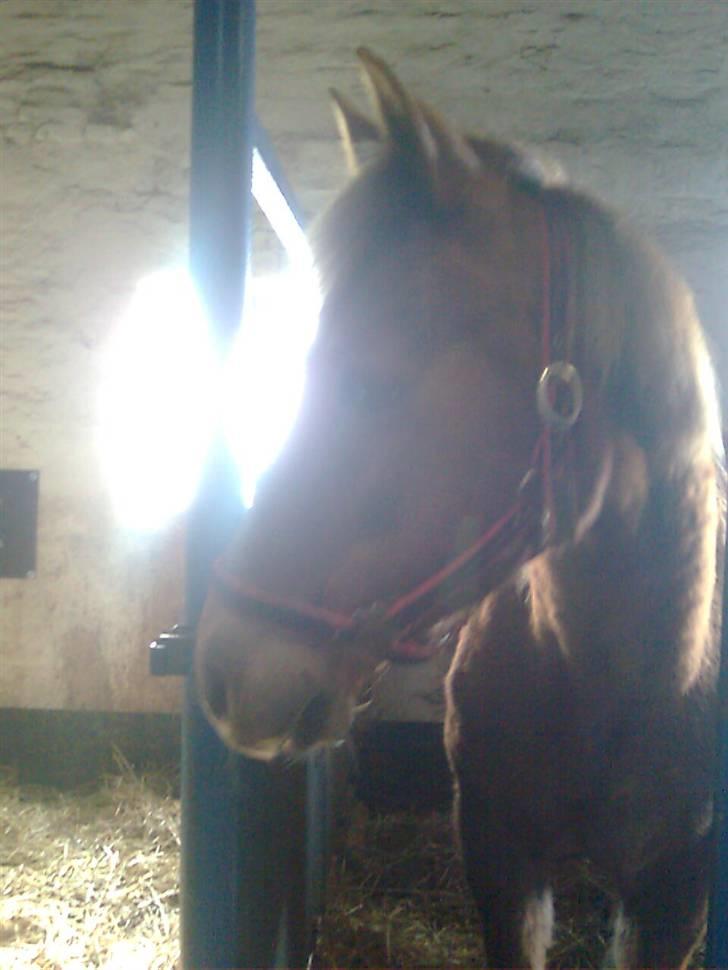 Anden særlig race Oliver billede 10