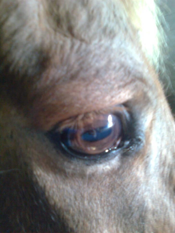 Anden særlig race Oliver billede 11