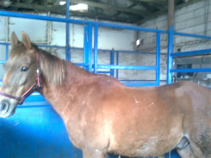 Anden særlig race Oliver billede 12