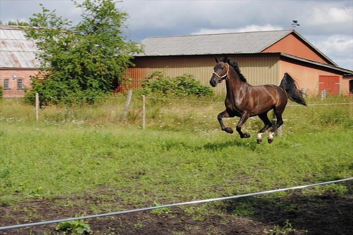 Anden særlig race Salsa billede 8