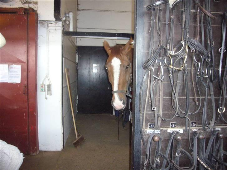 Dansk Varmblod Jack - hvad laver du?.. skal vi ride billede 3