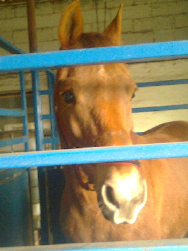 Anden særlig race Oliver billede 13