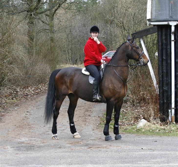 Dansk Varmblod Svante (RIP 2015) - Kompedal jagt 05/04-09 picture taken by Henriette Kristensen billede 11