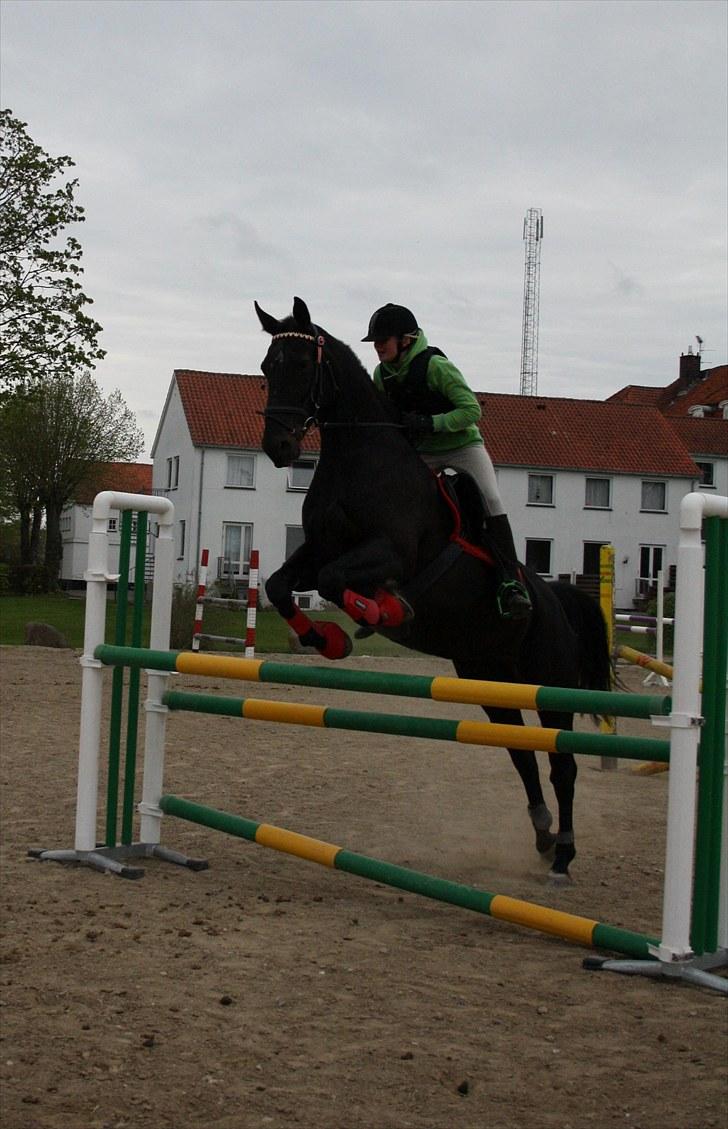 Oldenborg Clausagergårds Mette  billede 9