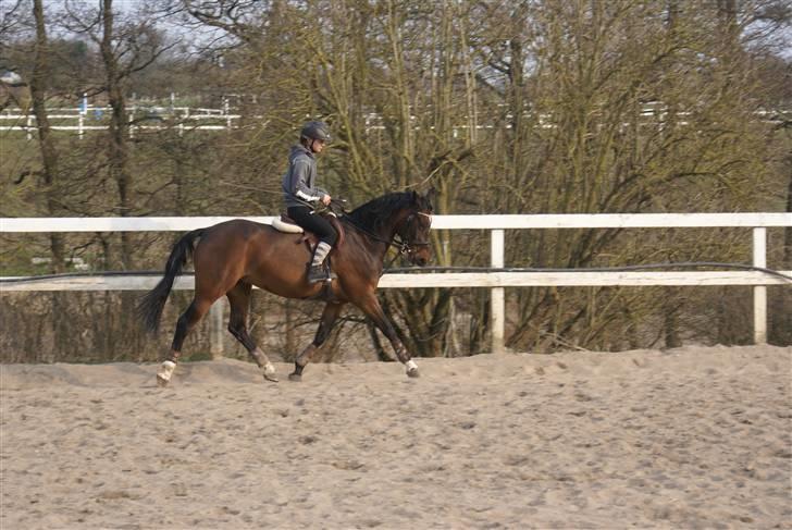 Anden særlig race Manuela  - dressur ponyen :) billede 17